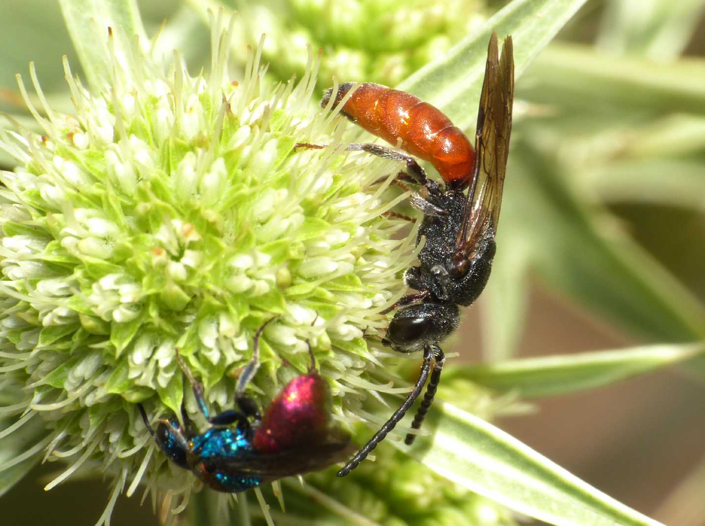 Piccoli Chrysididae